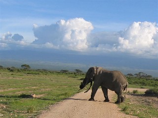 Elephant Crossing